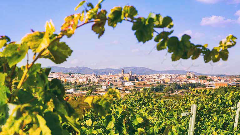 Rượu vang Tây Ban Nha vùng Valencia