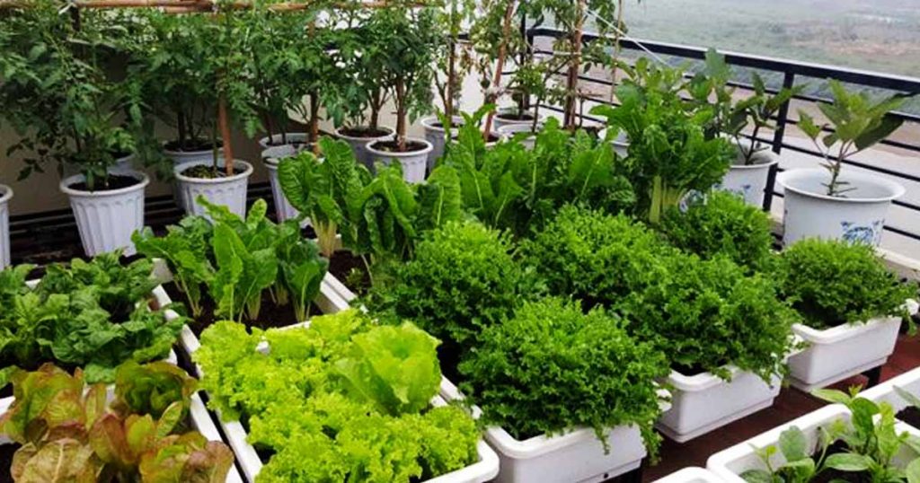 Mô Hình Trồng Rau Hữu Cơ Với IMO