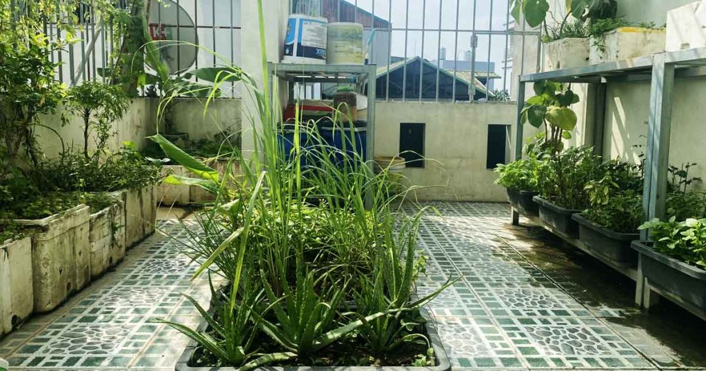 Mô Hình Trồng Rau Hữu Cơ Với IMO