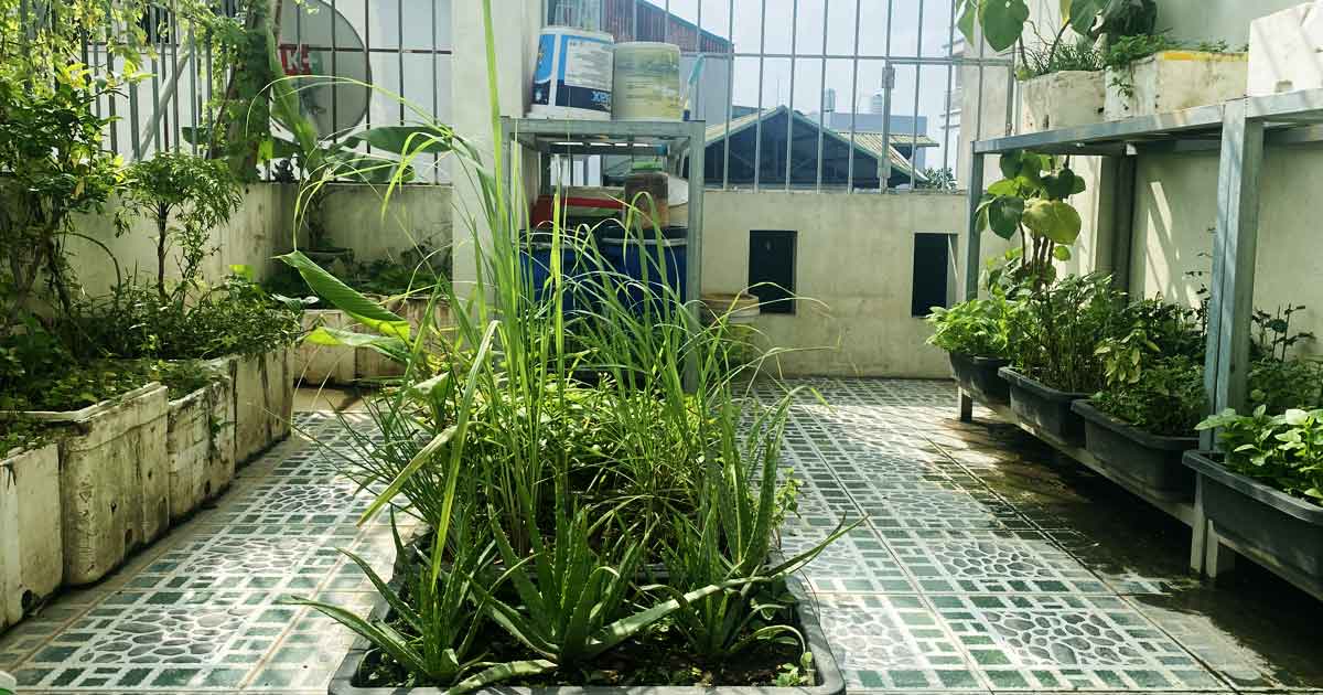 Mô Hình Trồng Rau Hữu Cơ Với IMO