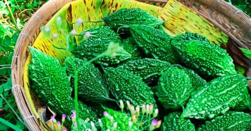 Mướp Đắng