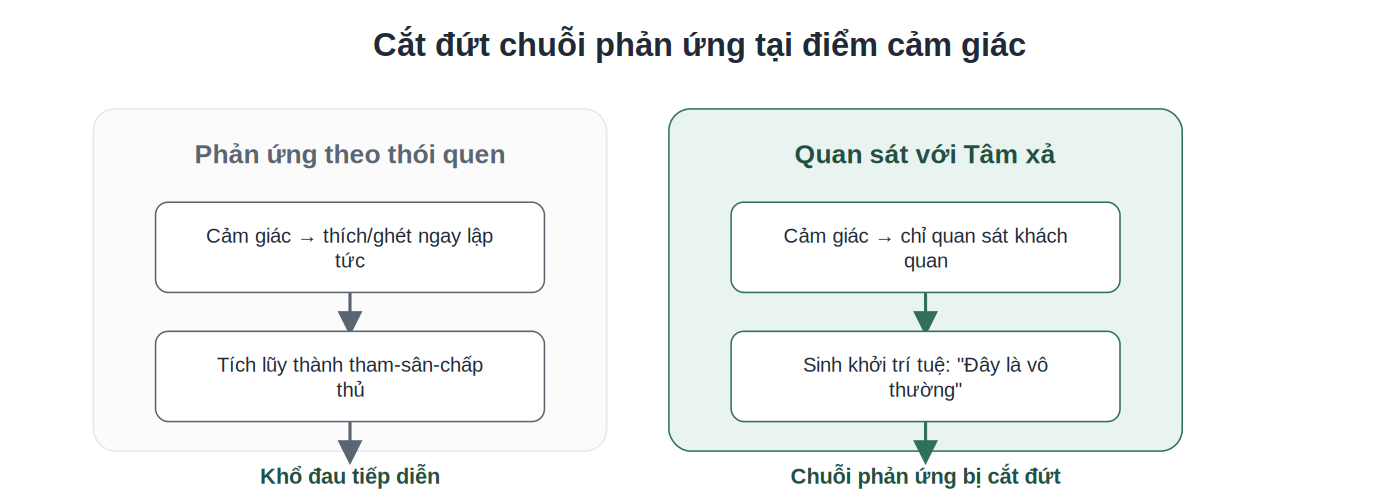 So sánh phản ứng theo thói quen và quan sát với tâm xả